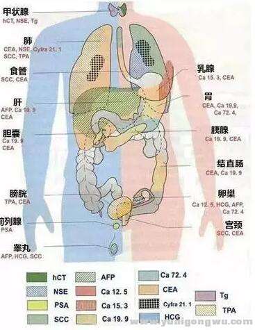 肿瘤标记物说明