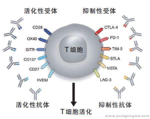 T细胞表面活化性抗体与抑制性受体