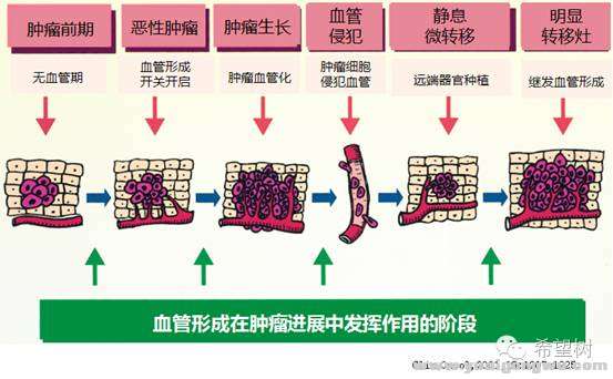 小分子抗血管1.jpg