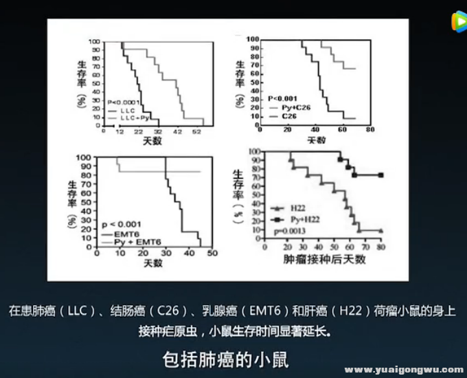 肺癌、肝癌、乳腺癌、结肠癌小鼠实验.png